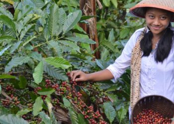 Kemakmuran Tumbuh dari Kebersamaan: Kisah Sukses Koperasi Sridonoretno, Dampit Malang