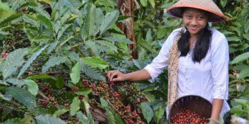 Kemakmuran Tumbuh dari Kebersamaan: Kisah Sukses Koperasi Sridonoretno, Dampit Malang